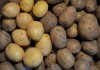 Фото Продольственный картофель оптом