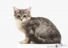 Фото Отдам котенка с Грустинкой в глазах