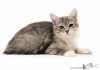 Фото Отдам котенка с Грустинкой в глазах