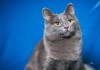 Фото Отдам шикарного голубого кота