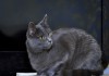 Фото Отдам шикарного голубого кота