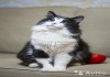 Фото Красавец кот Йото ищет хозяев