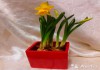 Фото Нарциссы луковичные в красном кубе