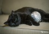 Благородный Чёрный кот Бруно ищет дом