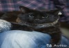 Фото Благородный Чёрный кот Бруно ищет дом