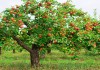 Фото Обрезка плодовых деревьев