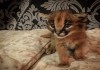 Шикарный котенок каракала