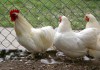 Минимясные куры-яйцо и цыплята