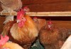 Фото Минимясные куры-яйцо и цыплята