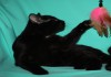 Фото Черные котята в добрые руки