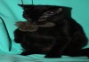 Фото Черные котята в добрые руки