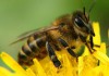 Фото Пчелы, пчелопакеты, пчелосемьи, отводки