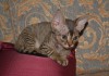Фото Девон-рекс котята из питомника"На Кутузовке"