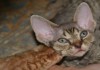 Фото Девон-рекс котята из питомника"На Кутузовке"