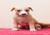 Фото Уиппета щенки от выездной вязки