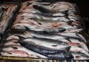 Фото Рыба и морепродукты оптом в кратчайшие сроки!