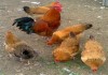 Фото Цыплята суточные и подрощенные, мясо-яичной породы