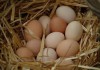 Инкубационное яйцо из под курицы с домашнего подворья.