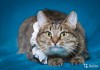 Фото Ласковая кошка Ксюша ищет хозяев.