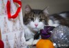 Фото Роскошный кот Адам в поисках дома