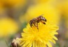 Фото Продам пчел, пасеку, ульи, пчелосемьи