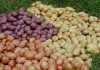 Фото Семенной картофель разных сортов