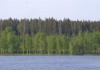 Фото Участок "Озеро Тригорское" 12,42 га. Сельхоз. Выборгский район.