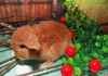 Фото Продажа карликовых крольчат