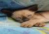 Фото Продается котенок породы корниш рекс окраса голубой поинт