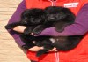 Фото Роскошные черные щеночки