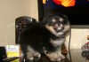 Фото Симпатичные щенки померанского шпица