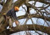 Удаление деревьев в Москве и области