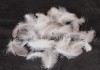 Фото Куплю пух-перо куриный, утиный, гусиный, лебяжий