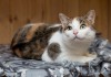 Фото Интересная кошка Муся в поисках любящей семьи