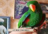 Благородный попугай (самцы) - ручные птенцы из питомника