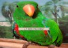 Фото Благородный попугай (самцы) - ручные птенцы из питомника