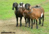 Фото Англо нубийские козы купить можно у нас . Продам козлят