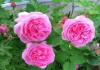 Розы канадские, английские, парковые