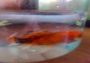 Фото Золотая рыбка и сомы