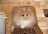 Крупный кот Помпон ищет хозяев