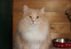 Фото Крупный кот Помпон ищет хозяев