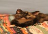 Фото Два эксклюзивных котенка в поисках дома