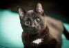 Фото Очаровательный котик Троян в добрые руки