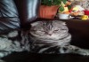 Фото Вязка котик шотландский фолд
