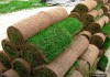 Фото Озеленение рулонным и посевным газоном с гарантией 5 лет
