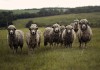 Овцы мясных пород живым весом..
