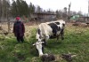 Фото Продаю породистую корову (30л.молока/день)