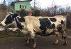 Фото Продаю породистую корову (30л.молока/день)