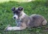 Фото Отдам щенка с ярким окрасом