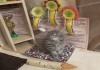 Продается клубный котенок породы шотландская длинношерстная.